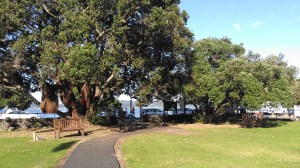 Big trees inside park walkway and bench cars and people in back