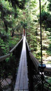 Long bridge across forest large redwood trees and ferns between
