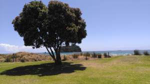 Pohutukawa tree with sea and small island in background