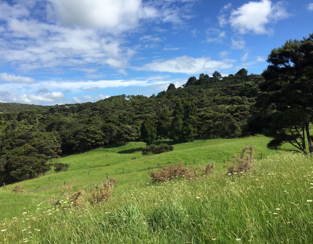 dark green trees and green fields blue sky with small clouds