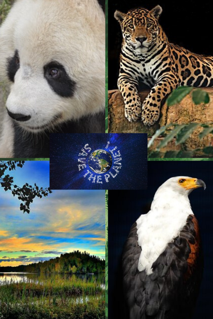 Four grid image. top left image of panda. top right image of jaguar sitting on rock looking out. bottom left image of green hill and grassy lake and blue sky. bottom right image of eagle. middle dark blue logo box with earth image in middle and white capital letters circling 'Save the Planet'