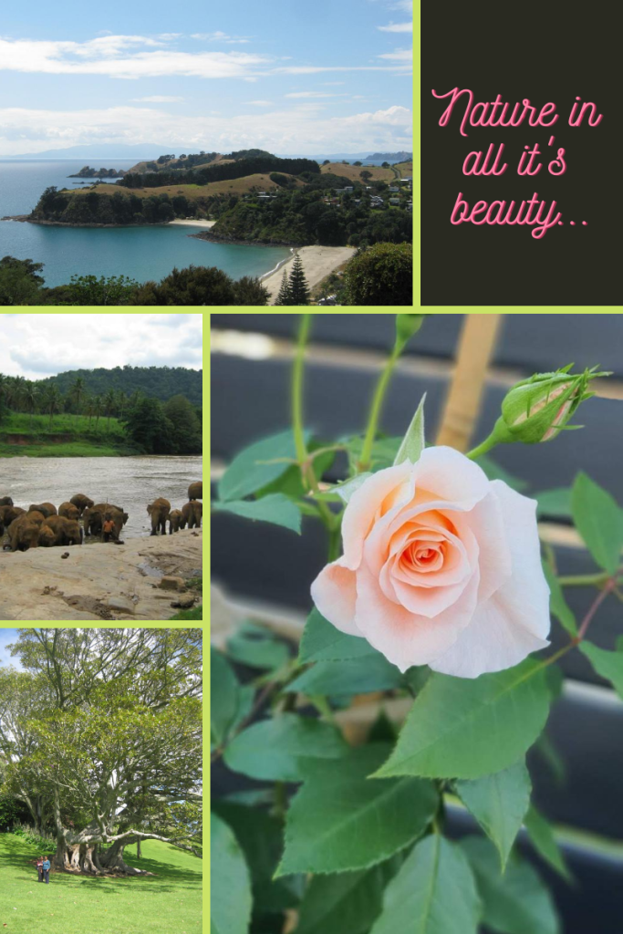 five-grid box of images. top left image of bay and hills with blue sky small beach visible. underneath image of elephants near river. bottom image of large tree. large image on bottom right of pale pink rose and small bud behind it. top grid has dark background and pink letters in cursive saying 'Nature in all it's beauty...'