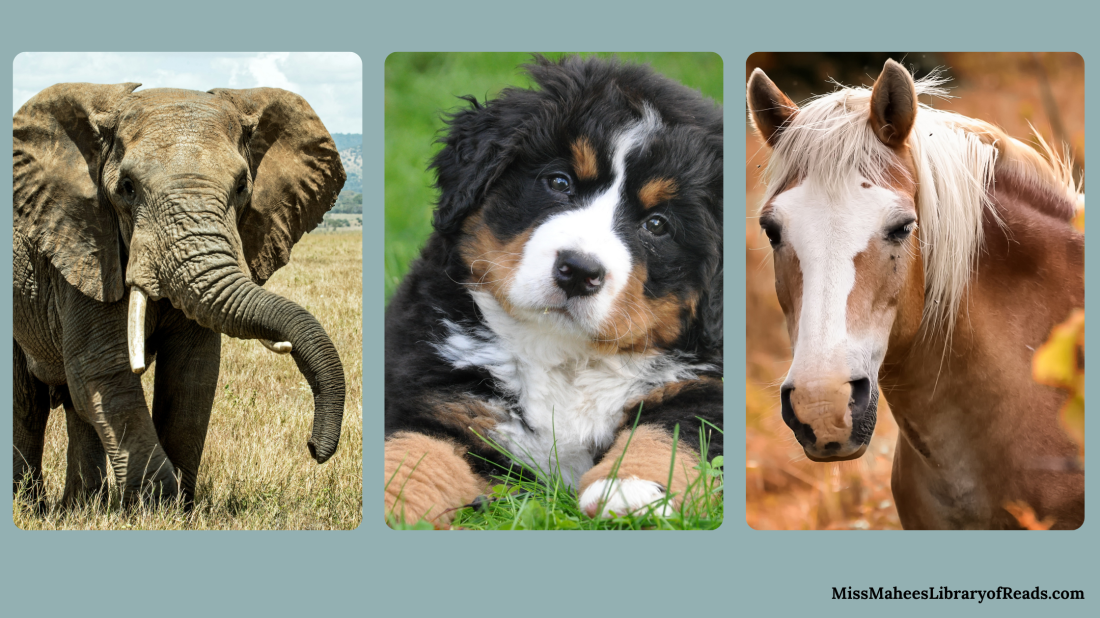 three large images of animals. elephant in savanna on left. small black, brown and white dog on grass in middle. brown horse with white along forehead and nose. soft grey-blue in background.